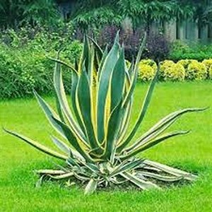 آگاو ابلق