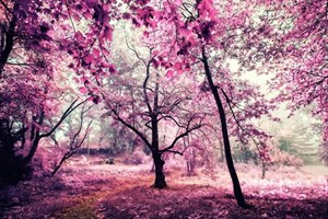 پوستر دیواری طرح جنگل و برگ های سرخابی رنگ
