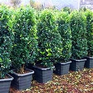 یاس هلندی بزرگ