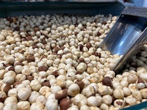 مغز فندق سفید تازه و درجه یک