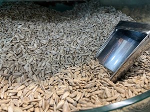 مغز تخمه آفتابگردان تازه و اعلا