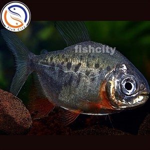 ماهی ردپاکو سایز 8 سانت