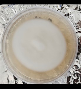نژاد یا ژنتیک قارچ یال شیر lions mane mushroom strain