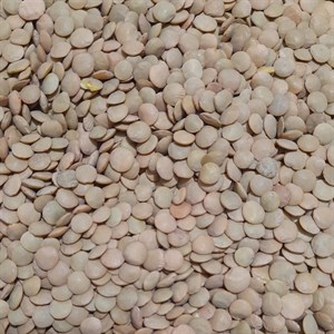 عدس اعلاء نیم کیلویی