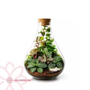 تراریوم شیشه‌ ای کد 001