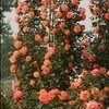 بذر رز رونده نارنجی بسته 1000 عددی
