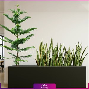 فلاور باکس کاج مطبق و سانسوریا