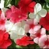 بذر پریوش الوان بسته 40 عددی