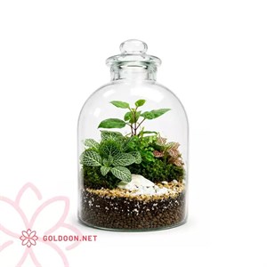 تراریوم شیشه ای کد 003