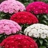بذر قرنفل پاکوتاه الوان بسته 50 عددی