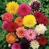 بذر گل کوکب بذری الوان  بسته 30عددی