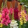 بذر گل میمونی پابلند الوان بسته 200 عددی