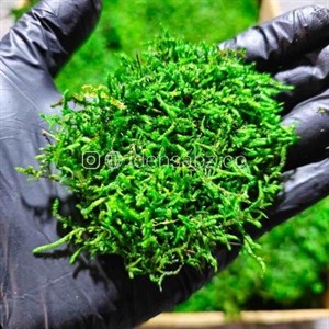 خزه شیت تثبیت شده ( هر 20 سانت)