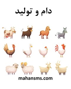 دام و تولید