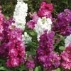 بذر شب بو الوان بسته 30عددی