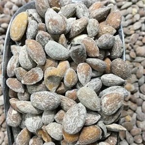 مغز بادام کوهی شیراز نمک دریایی  500 گرم