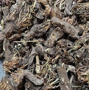 ریشه گل قاصدک (ریشه قاصدک) بدون برگ