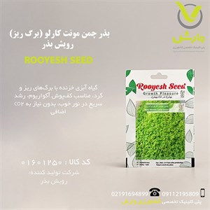 بذر چمن مونت کارلو (برگ ریز) رویش بذر
