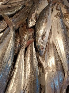 ماهی قباد * وزن متغیر 10 تا 30 کیلو (پس کرایه)