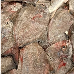 ماهی حلوا سیاه * وزن متغیر 10 تا 30 کیلو (پس کرایه)