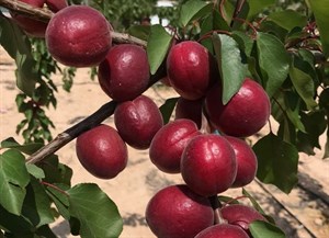 زردآلو قرمز