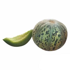 بذر تیل مگسی
