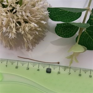میخ بدلیجات ته ساچمه رنگ برنزی(فروش بصورت بسته های ۱۰گرمی و عمده ۲۰ بسته ای )