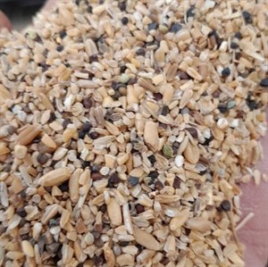 گندم شکسته