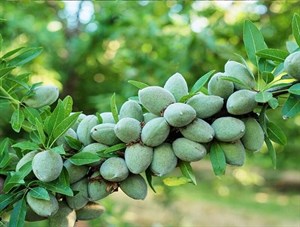بادام دیر گل آذر