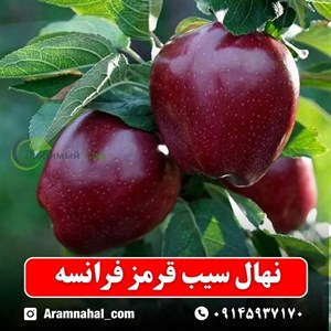 نهال سیب قرمز فرانسه