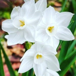 پیاز نرگس کریسمس (وایت) سایز متوسط (بسته 250 گرمی)