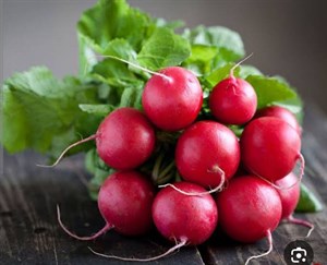 تربچه نقلی هلندی قرمز