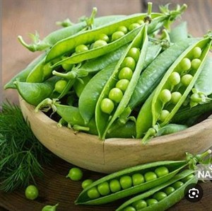 بذر نخود فرنگی پفکی