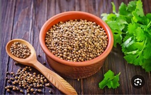 بذر سبزی گشنیز
