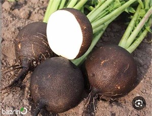 بذر ترب سیاه گرد سایس