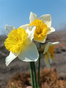 پیاز گل نرگس هلندی آیس فولیس(سایز گلده) ۱ عددی