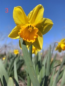 پیاز گل نرگس هلندی ژونکی درشت (بسته نیم کیلویی) گلدهی از سال اول
