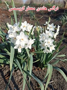 پیاز گل نرگس هلندی کریسمس(سفید) معطر (5 عددی) گلدهی از امسال