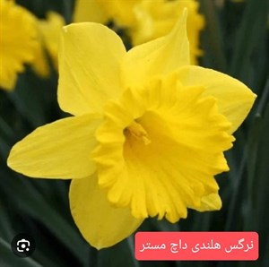 پیاز گل نرگس هلندی داچ مستر(بسته یک کیلوگرمی) گلدهی از امسال