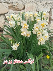 پیاز نرگس شصت پر
