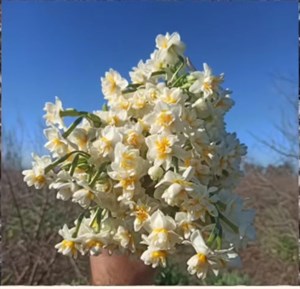 پیاز گل نرگس