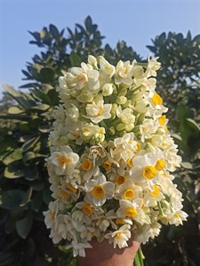 پیاز نرگس شصت پر (پرپر) معطر  درشت (نیم کیلو گرمی)