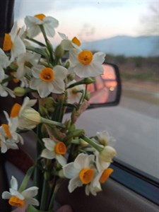 پیاز نرگس شهلا یا شیراز معطر  سایز بذری و متوسط (5 کیلوگرمی) گلدهی از سال دوم کاشت