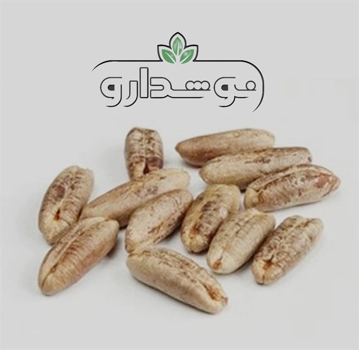 هسته خرما