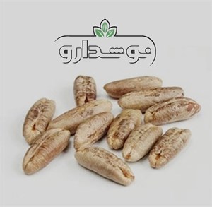 هسته خرما