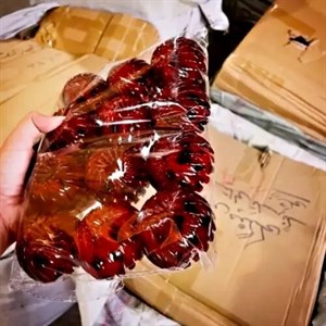 کلیپس چنگکی پلنگی