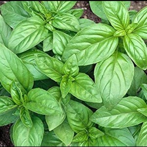 بذر ریحان سبز 4 گرم