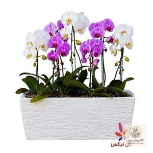 گلدان ارکیده بنفش 0227