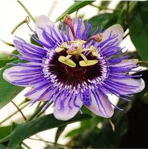 کود مخصوص گل ساعتی 120 سی سی