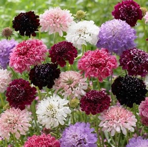 کود مخصوص گل درخشنده 120سی سی
